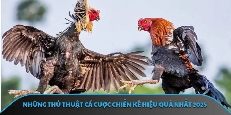 Đá Gà WS168